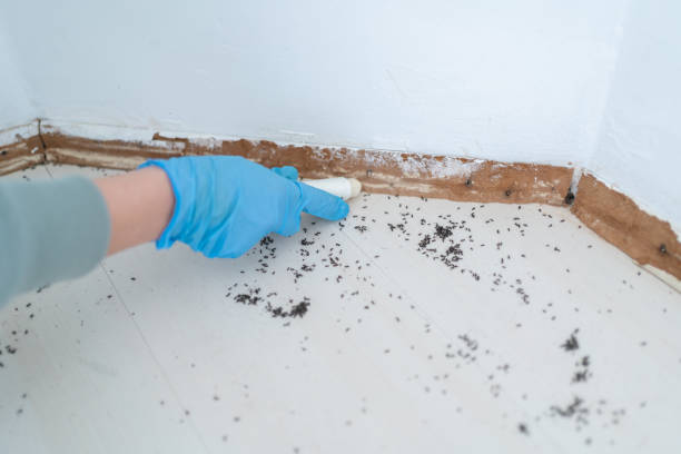 Professional Pest Control in Giddings, TX